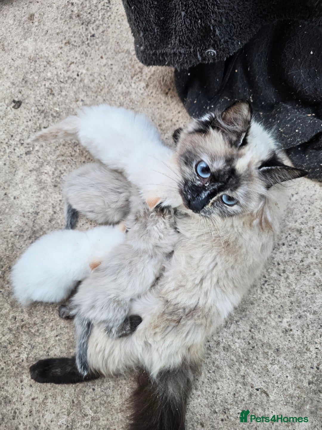 Ragdoll cats for sale: Ragdoll kittens - Image 4