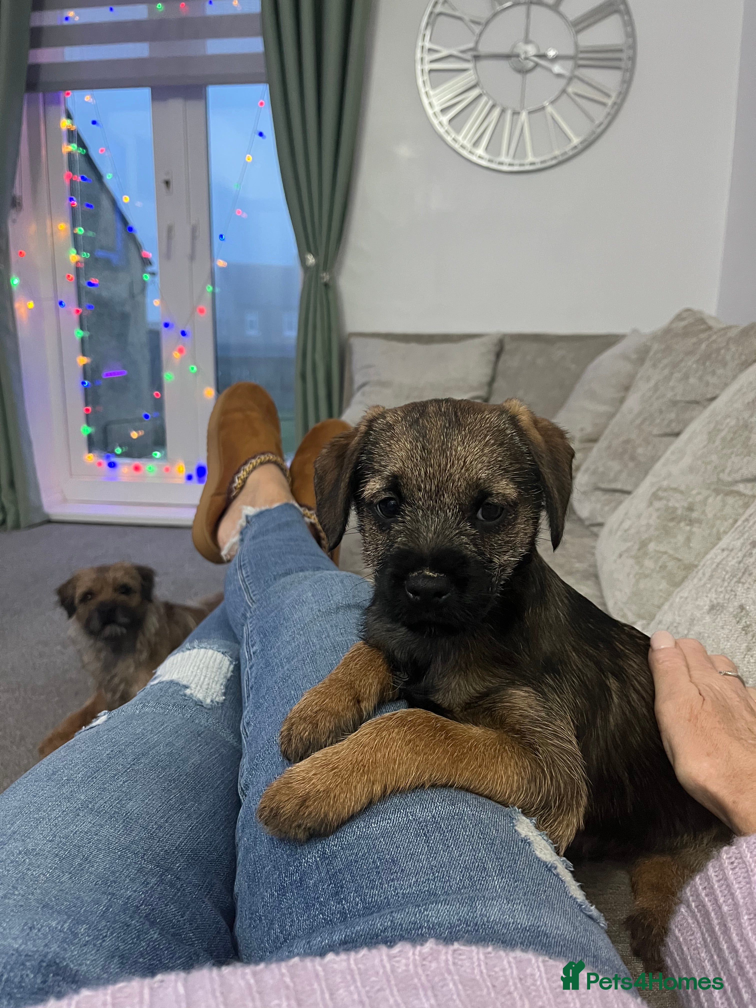 Border Terrier dogs 🐾1 boy Border Terrier Pup! 🐾 - Advert 4