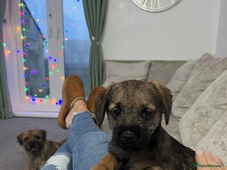 Border Terrier dogs 🐾1 boy Border Terrier Pup! 🐾 - Advert 4