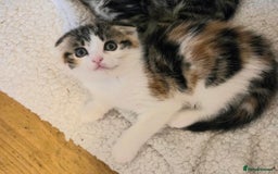 Scottish Fold cats for sale: Beautiful Scottish Folds - Image 19