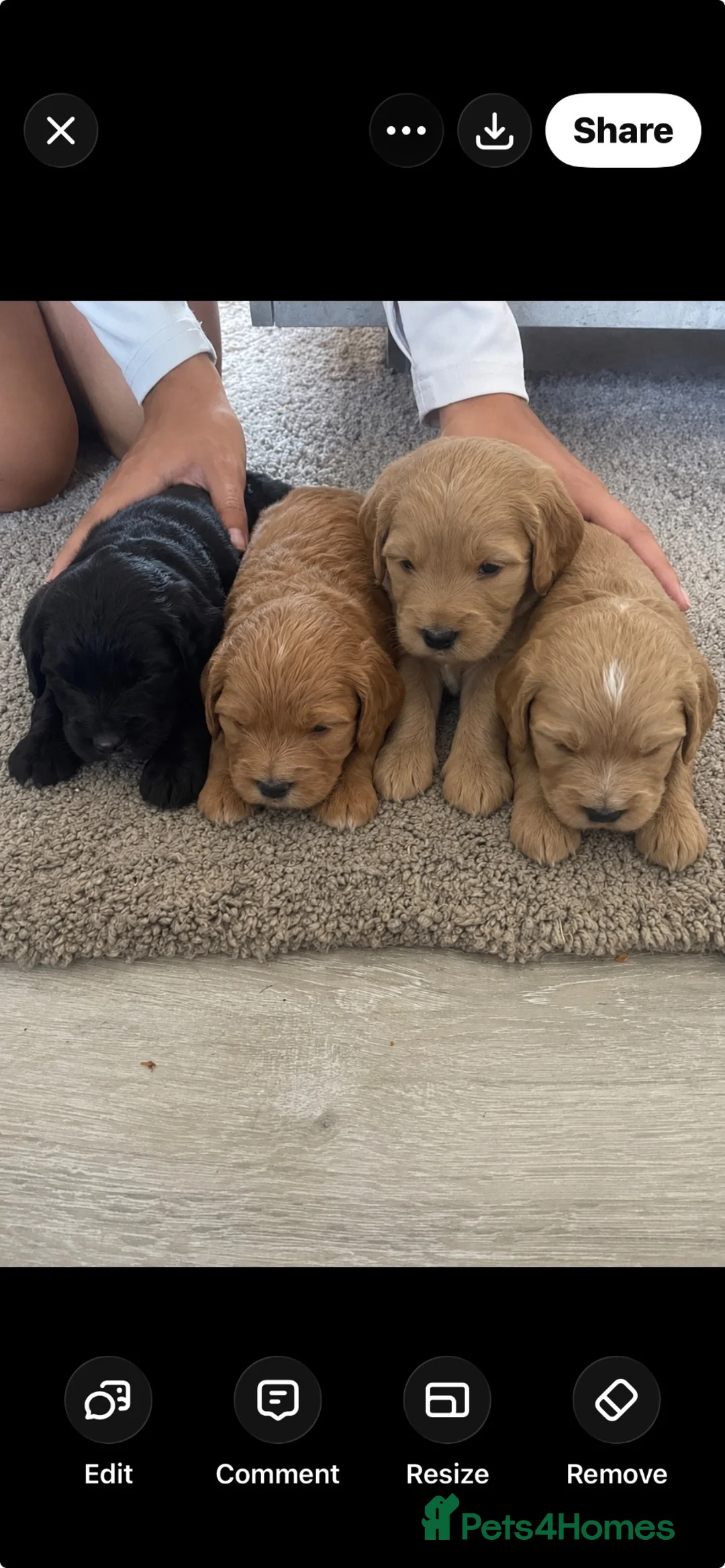 Cavapoo dogs for sale: Cavapoo pups  in Sunderland - Advert 5