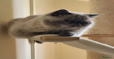 Exotic cats - Advert 16