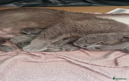 British Shorthair cats for sale: READY NOW, GCCF BLH & PET BSH PEDIGREE KITTENS - Image 14