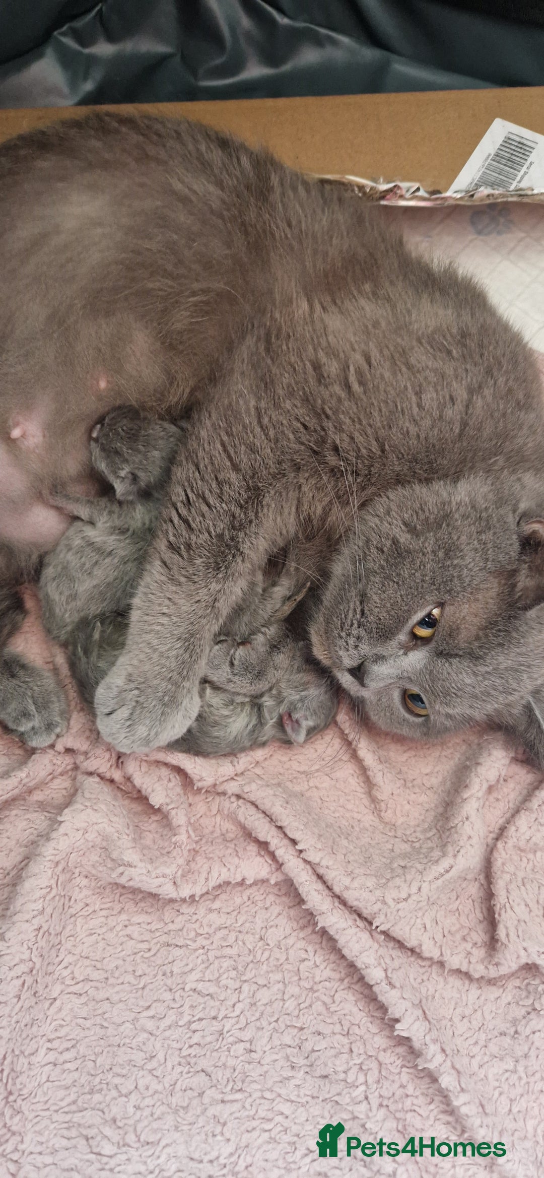 British Shorthair cats for sale: READY NOW, GCCF BLH & PET BSH PEDIGREE KITTENS - Image 14
