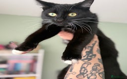 British Longhair cats for sale: 2 x 10 month old + 1 x 3 month old (can go separat - Image 10