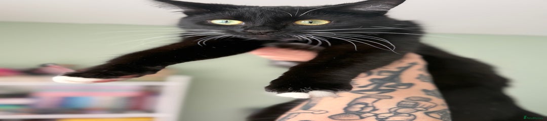 British Longhair Kitten 2