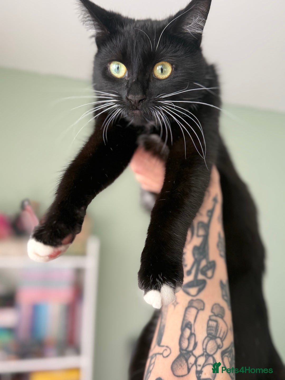 British Longhair cats for sale: 2 x 10 month old + 1 x 3 month old (can go separat - Image 10