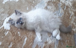 Ragdoll cats for sale: Male ragdoll  - Image 2