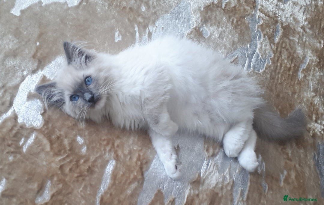 Ragdoll cats for sale: Male ragdoll  - Image 2