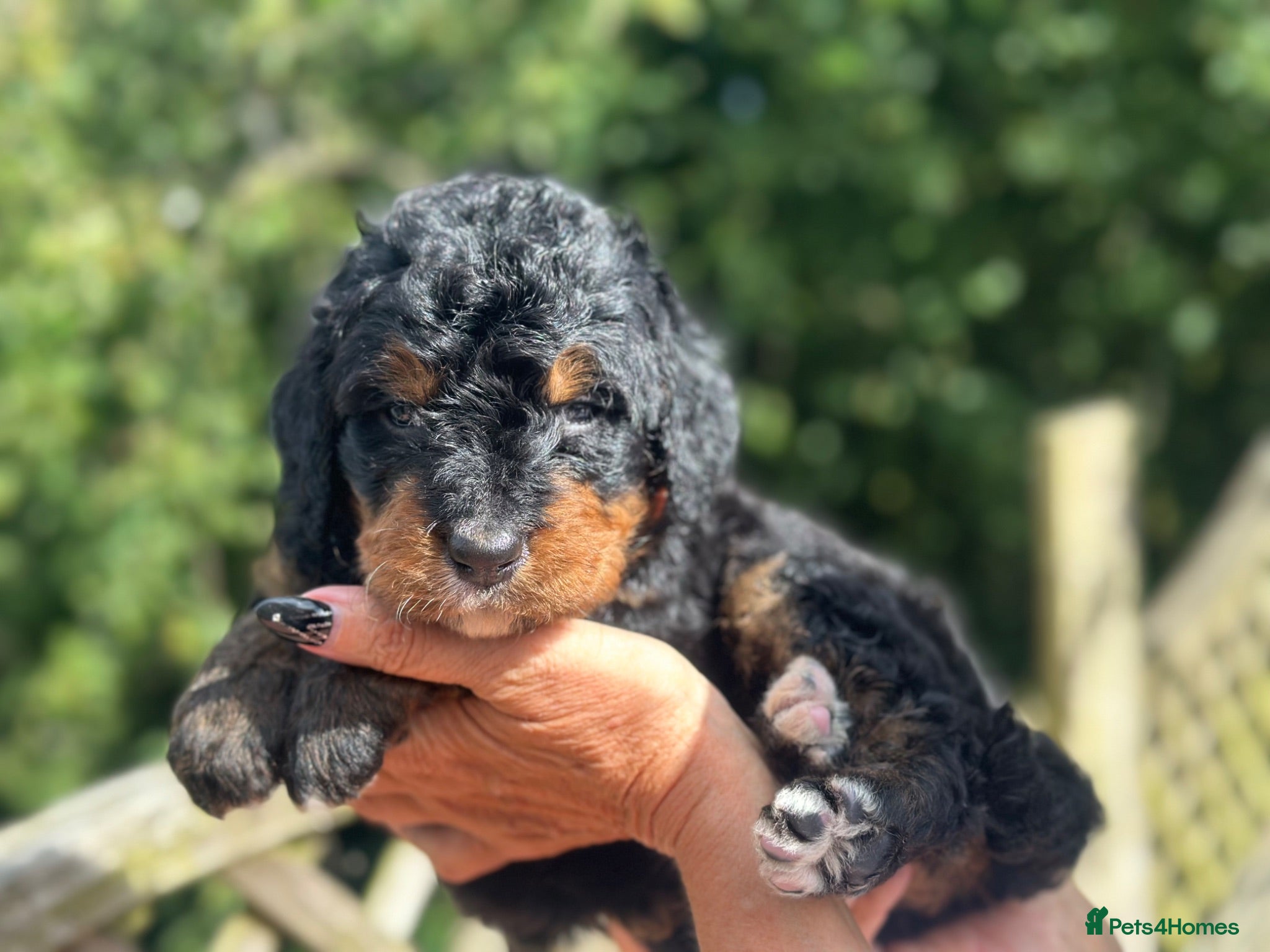 Bernedoodle dogs standard F1 Bernadoodles  - Advert 2