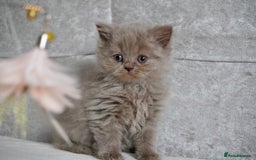 Scottish Fold cats for sale: ❣️Scottish Fold Kittens❣️ - Image 3