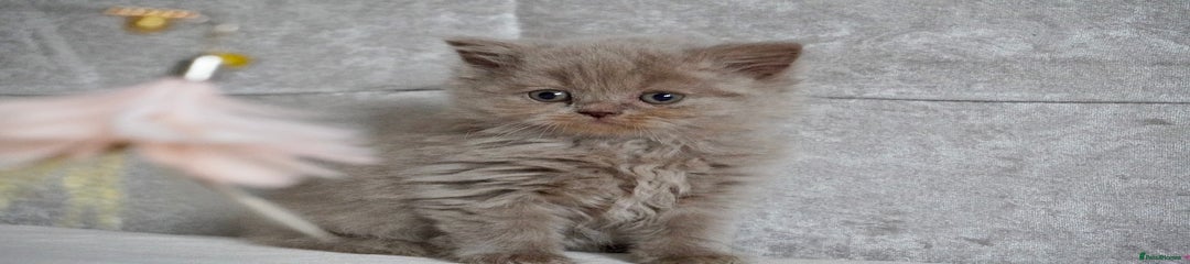 Scottish Fold Kitten 2