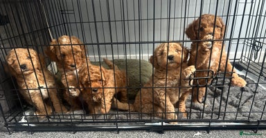 Poochon dogs - Advert 3