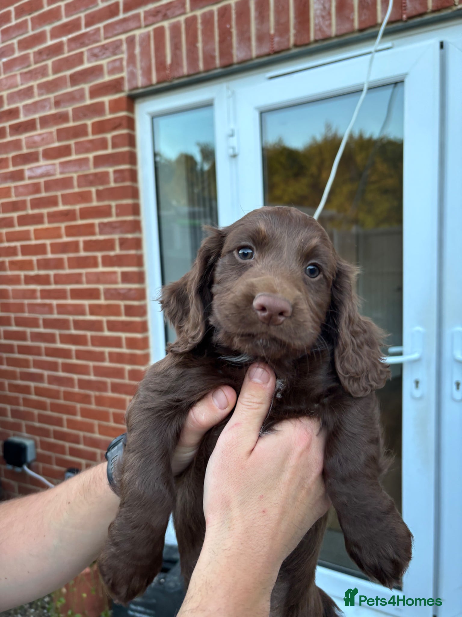 Cocker Spaniel dogs Ready NOW 1 Choc Boy Left - KC Reg Cocker Spaniel - Advert 18