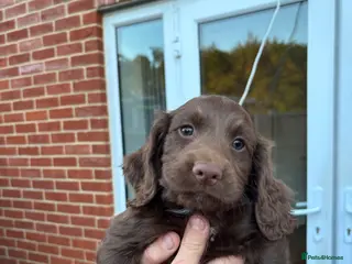 Cocker Spaniel dogs Ready NOW 1 Choc Boy Left - KC Reg Cocker Spaniel - Advert 2