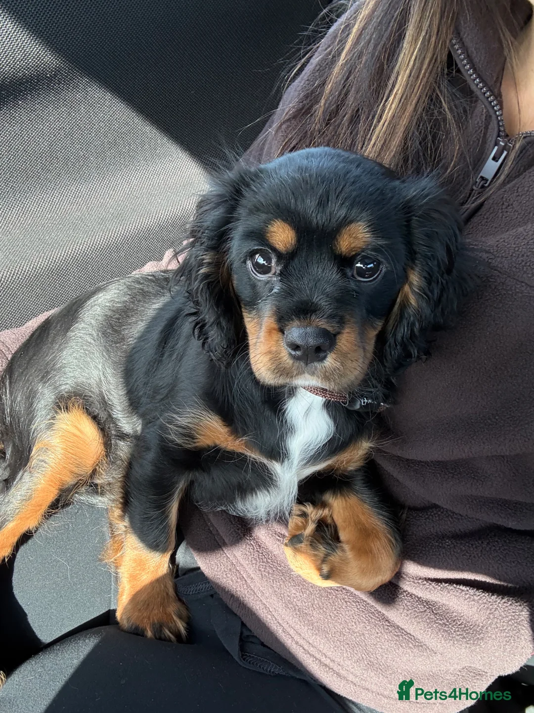 Cavalier King Charles Spaniel dogs for sale: Cavalier King Charles Spaniel  in Nottingham - Advert 1
