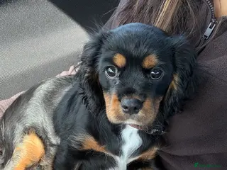 Cavalier King Charles Spaniel dogs Cavalier King Charles Spaniel - Advert 2