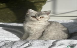 Scottish Fold cats for sale: Golden Tabby Kitten – Mum Scottish Straight - Image 4
