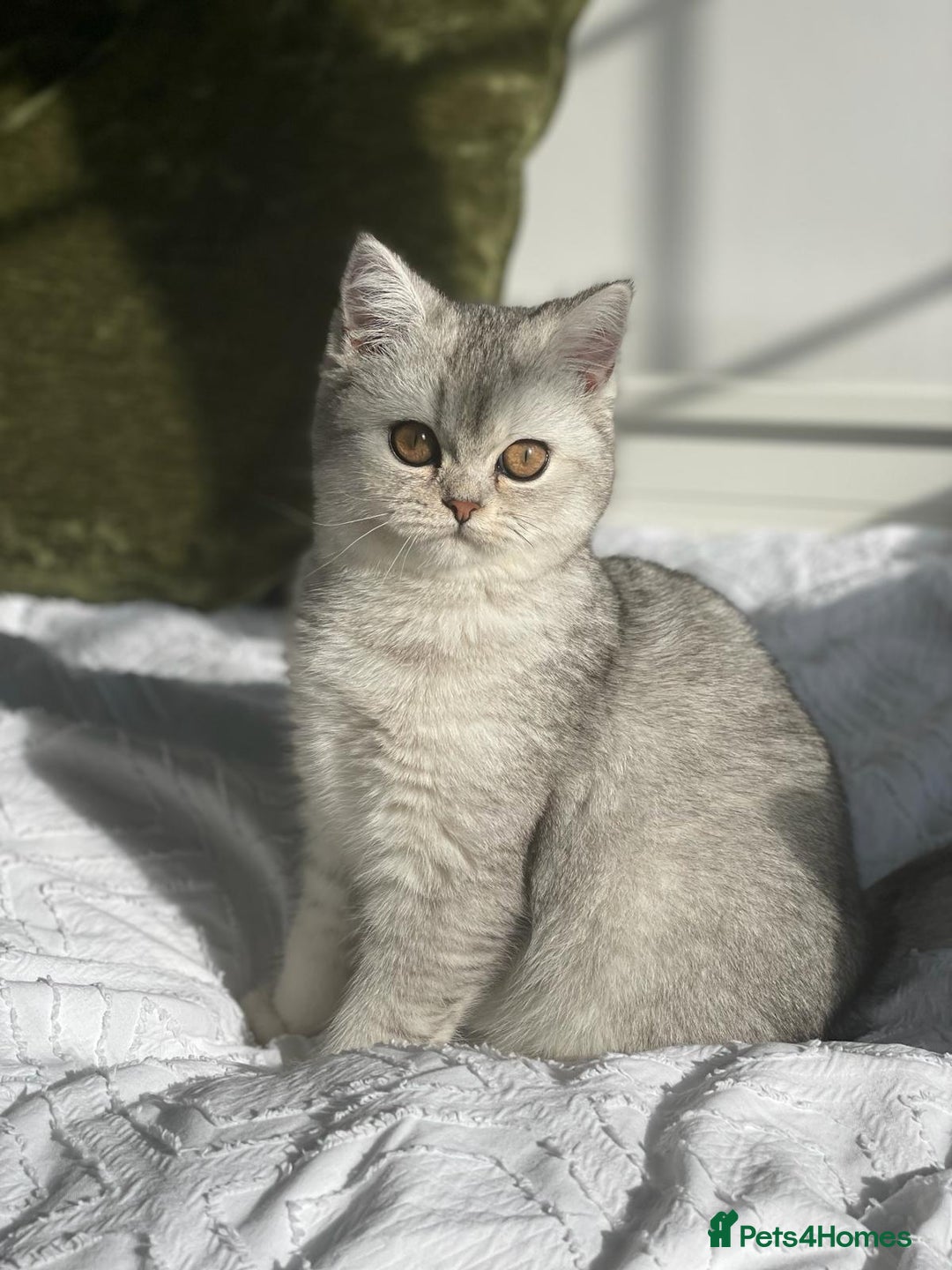 Scottish Fold cats for sale: Golden Tabby Kitten – Mum Scottish Straight - Image 4