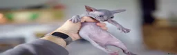 Sphynx cats for sale: Gorgeous silver Sphynx girl - Advert 3