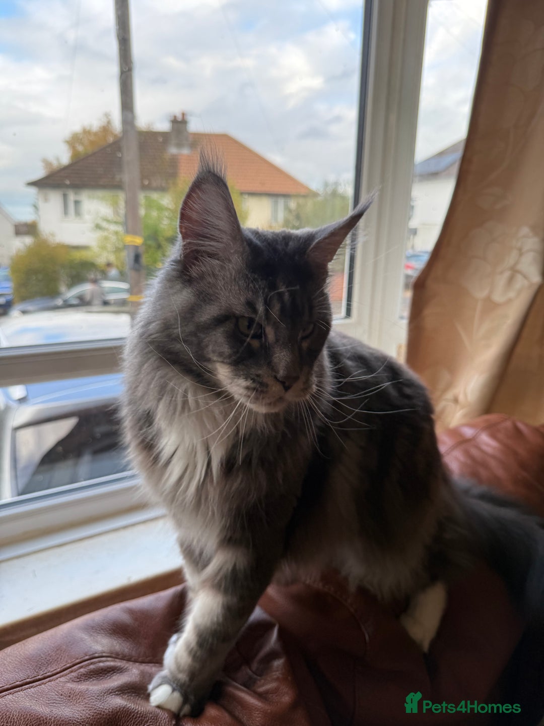 Maine Coon cats for sale: GCCF Pedigree Russian line Maine Coon - Advert 29