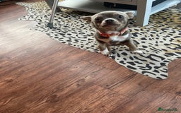 Chihuahua dogs for sale: KC reg chihuahua  - Image 4