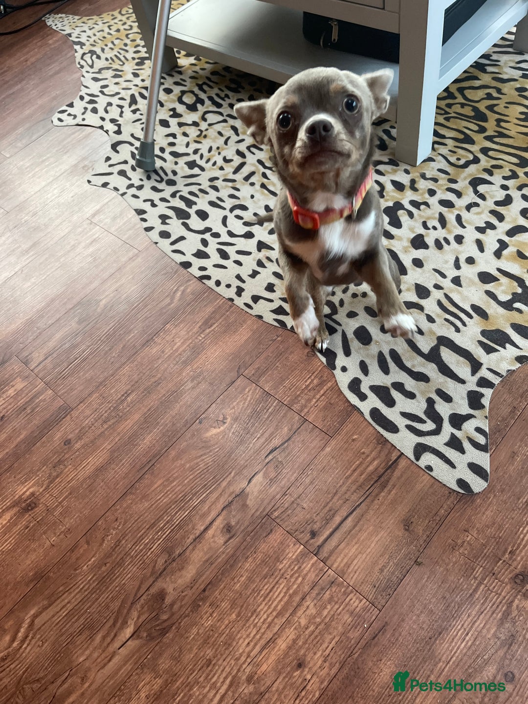 Chihuahua dogs for sale: KC reg chihuahua  - Image 4