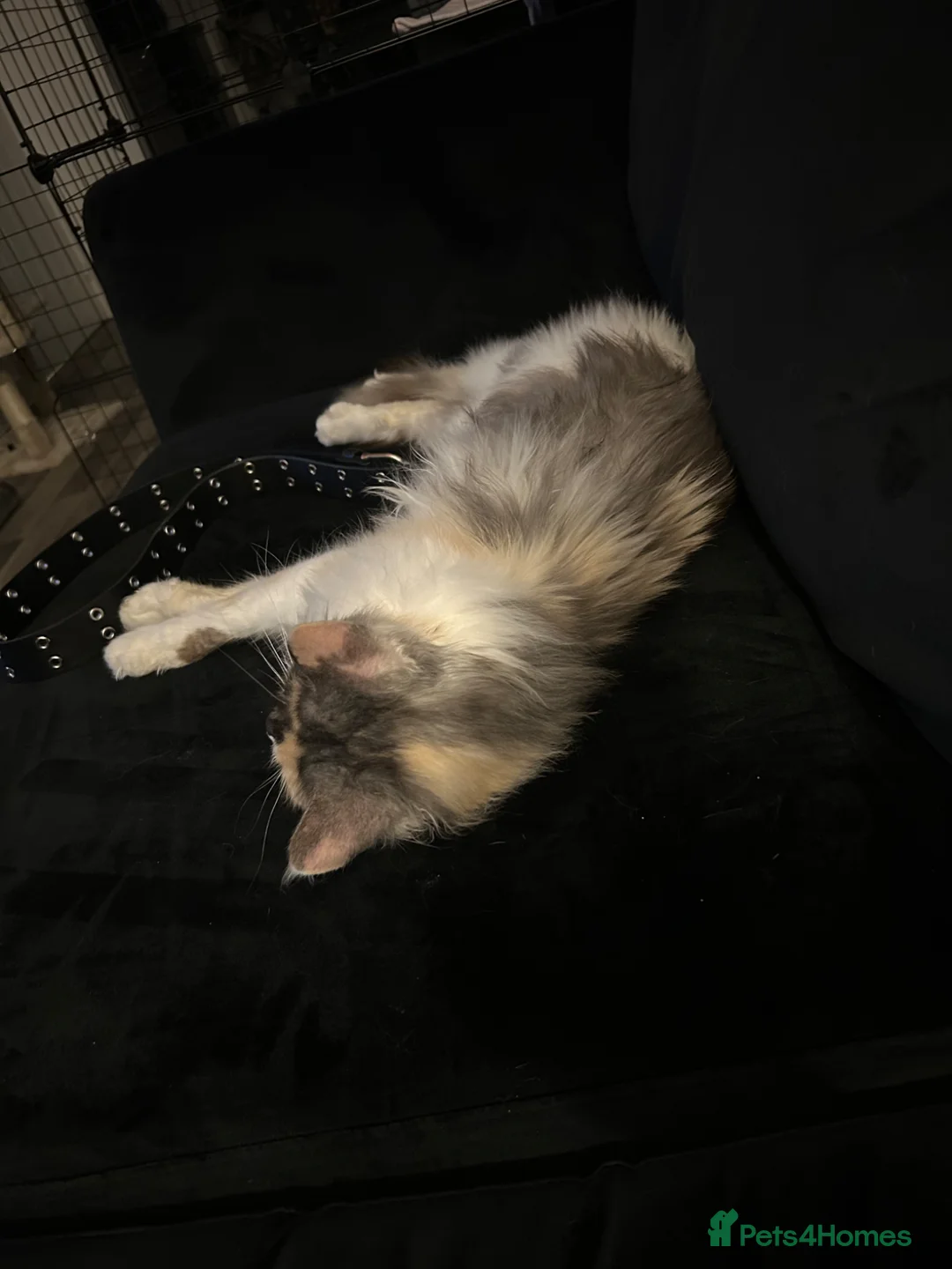 Maine Coon cats for sale: Maine coon queen  - Advert 5