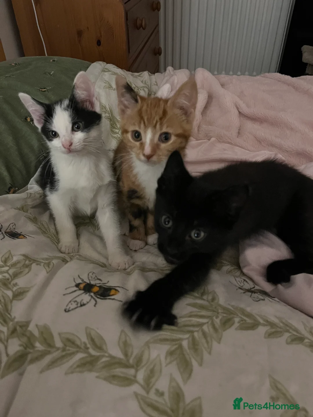 Mixed Breed cats for sale: 5 male kittens ready to find their forever homes.  - Advert 14