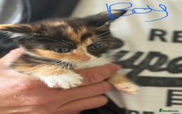 British Shorthair cats for sale: 3 male kittens  - Image 1