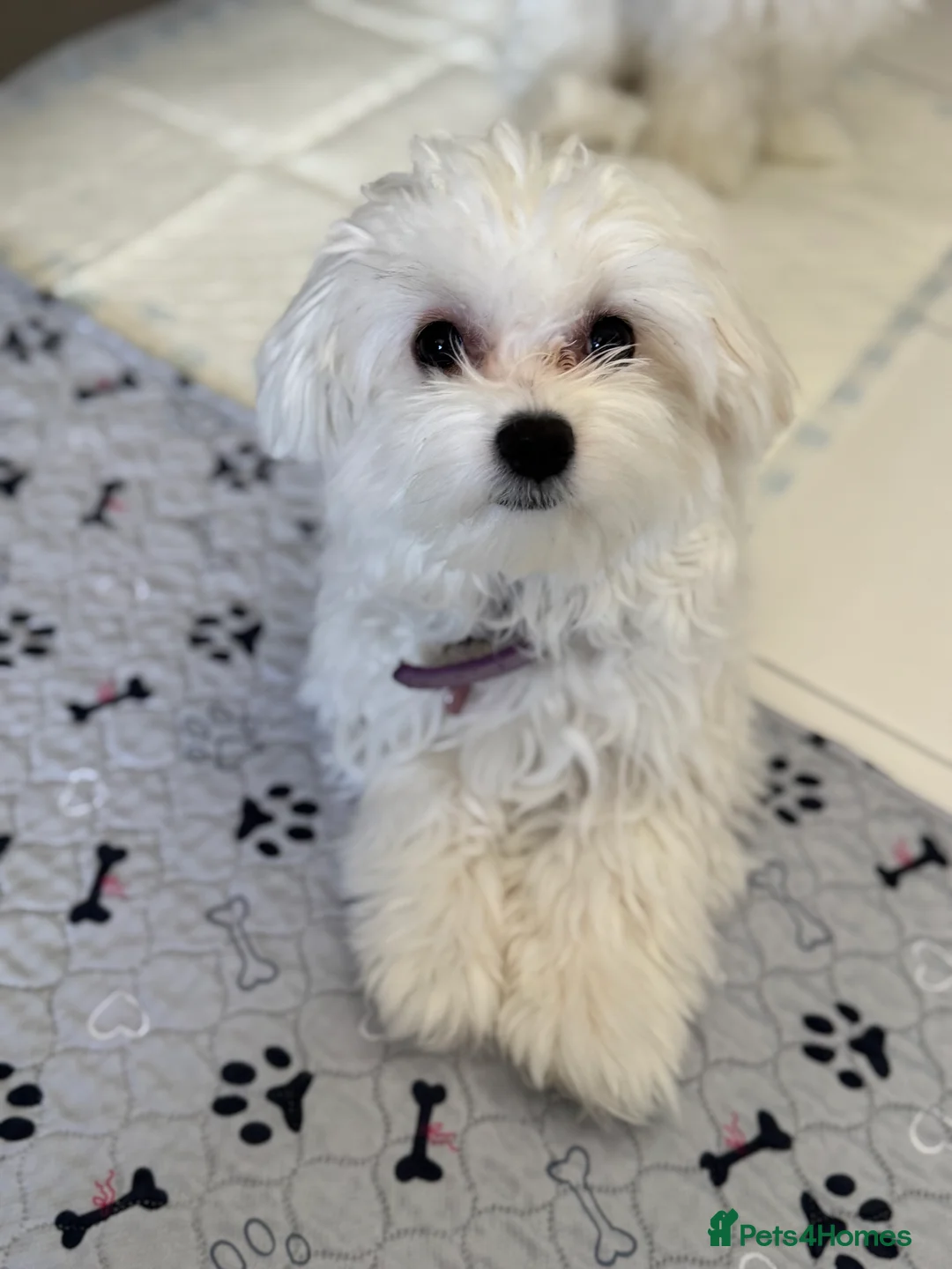 Maltese dogs for sale: 5 generation KC registered Maltese - Advert 2