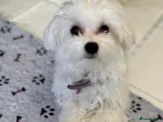 Maltese dogs 5 generation KC registered Maltese - Advert 2