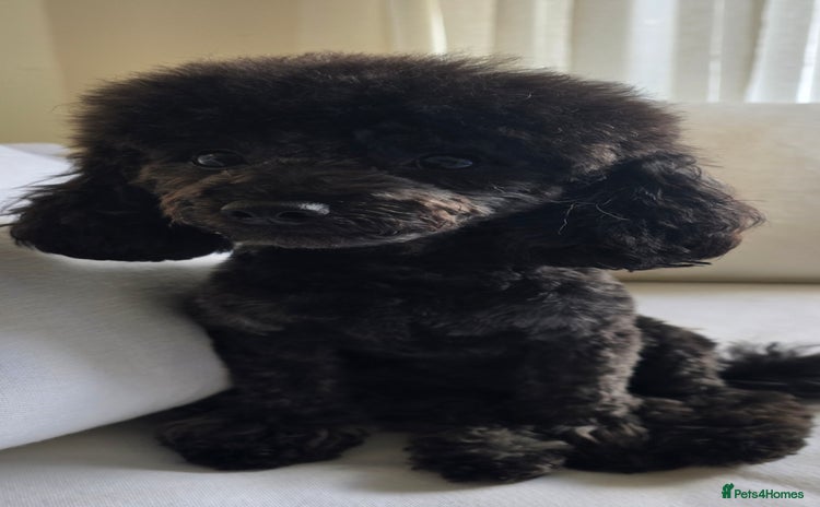 Toy Poodle dogs - Advert 16