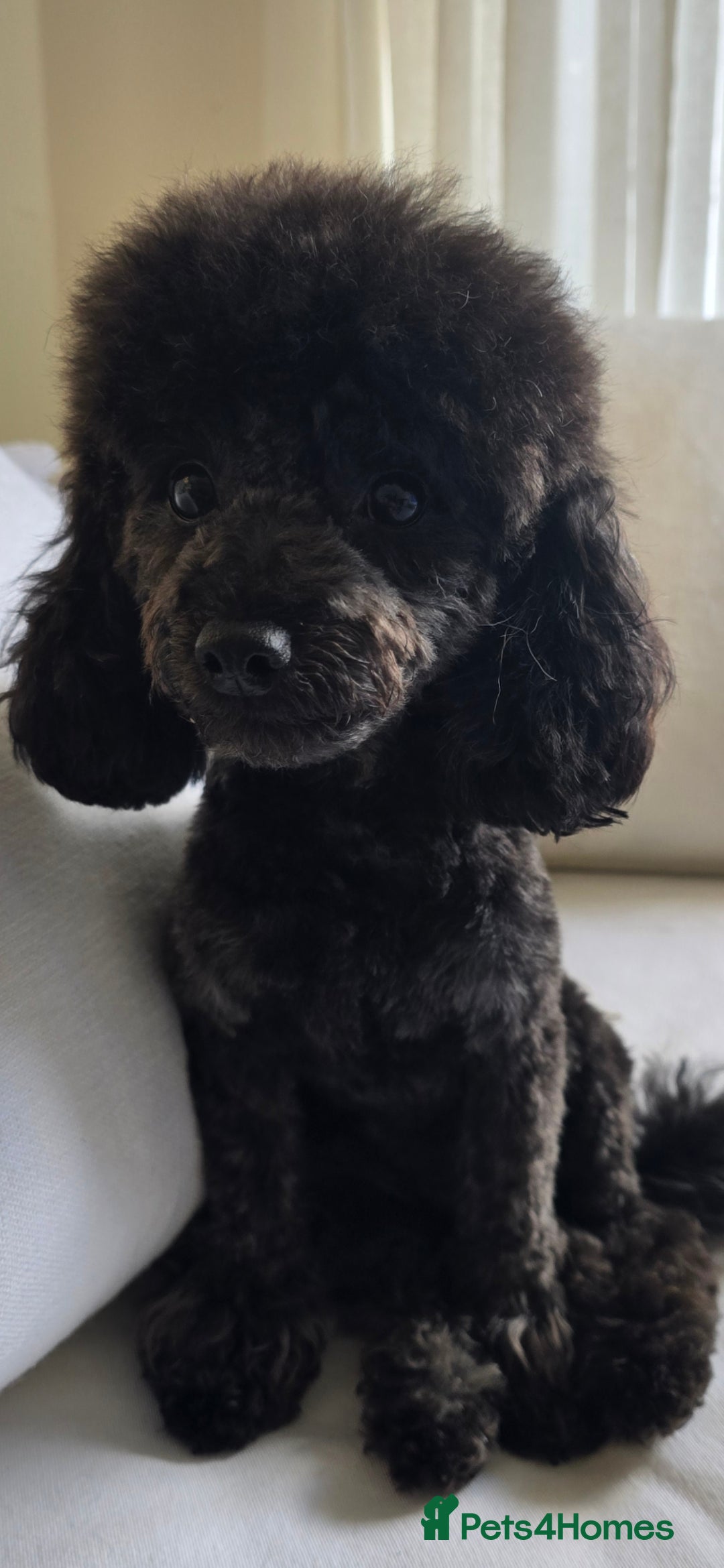 Toy Poodle dogs for sale: Asian toy poodle  - Image 1