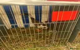 Ducks poultry for sale: Stunning fawn and white runner ducks  - Image 4