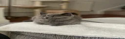 British Shorthair cats for sale: Pure BSH Blue - Ready Now  - Advert 9