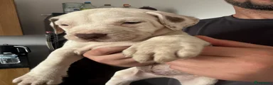 American Bulldog 5 turquoise boy