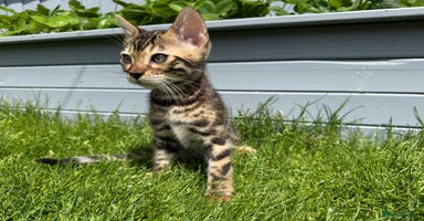 Bengal cats - Advert 12