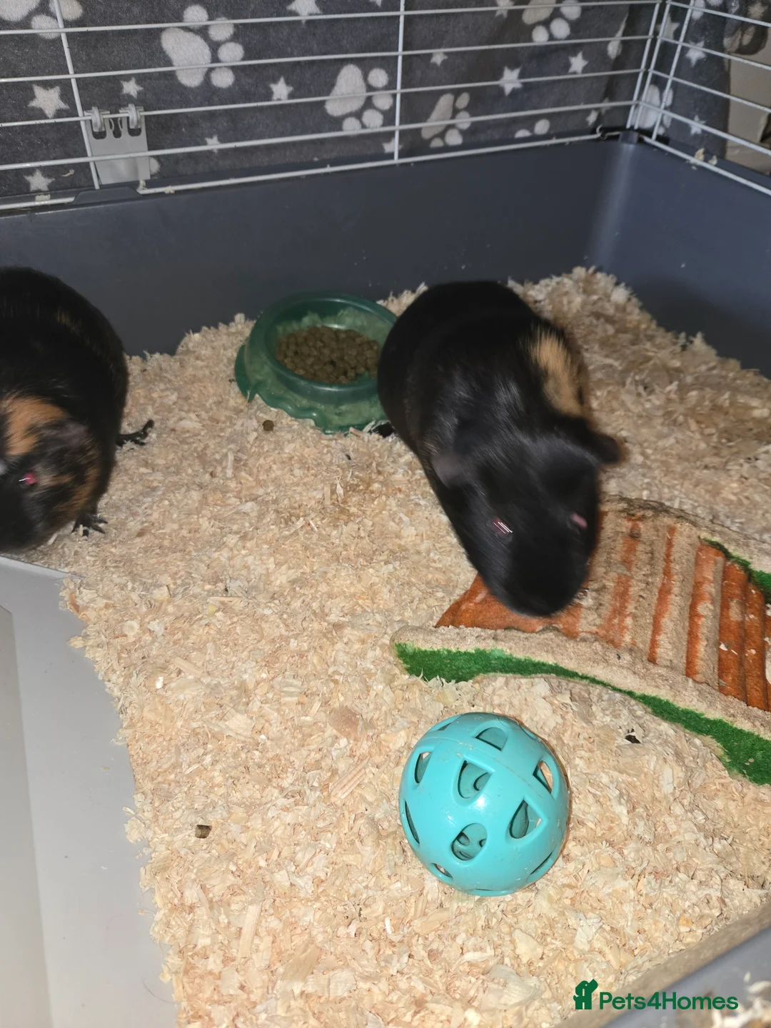 Guinea Pig rodents for sale: Two male  - Advert 1