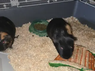 Guinea Pig rodents Two male - Advert 5