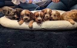 Cockapoo dogs for sale: Cockapoo puppies for sale - Advert 1