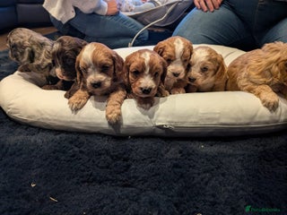 Cockapoo dogs Cockapoo puppies for sale - Advert 1