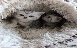 British Shorthair cats for sale: British Shorthair kittens - Image 16