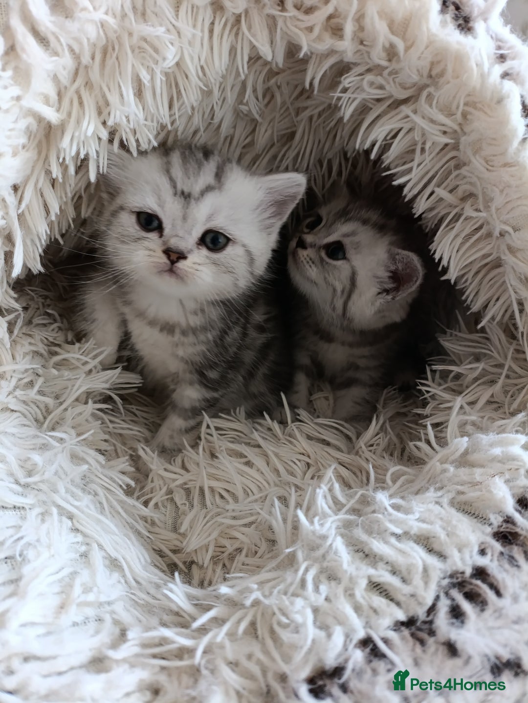 British Shorthair cats for sale: British Shorthair kittens - Image 16