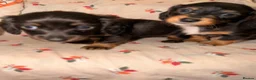 Dachshund dogs for sale:  Dachshunds 4 girls,5 boys 3 wired haired 6 smooth - Advert 5