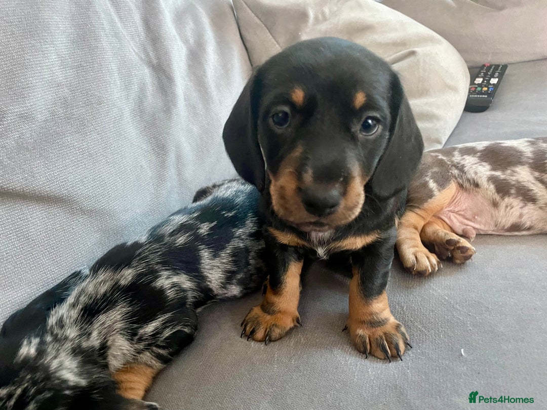 Miniature Dachshund dogs for sale: Ready for new homes Mini Dachshund  - Image 8