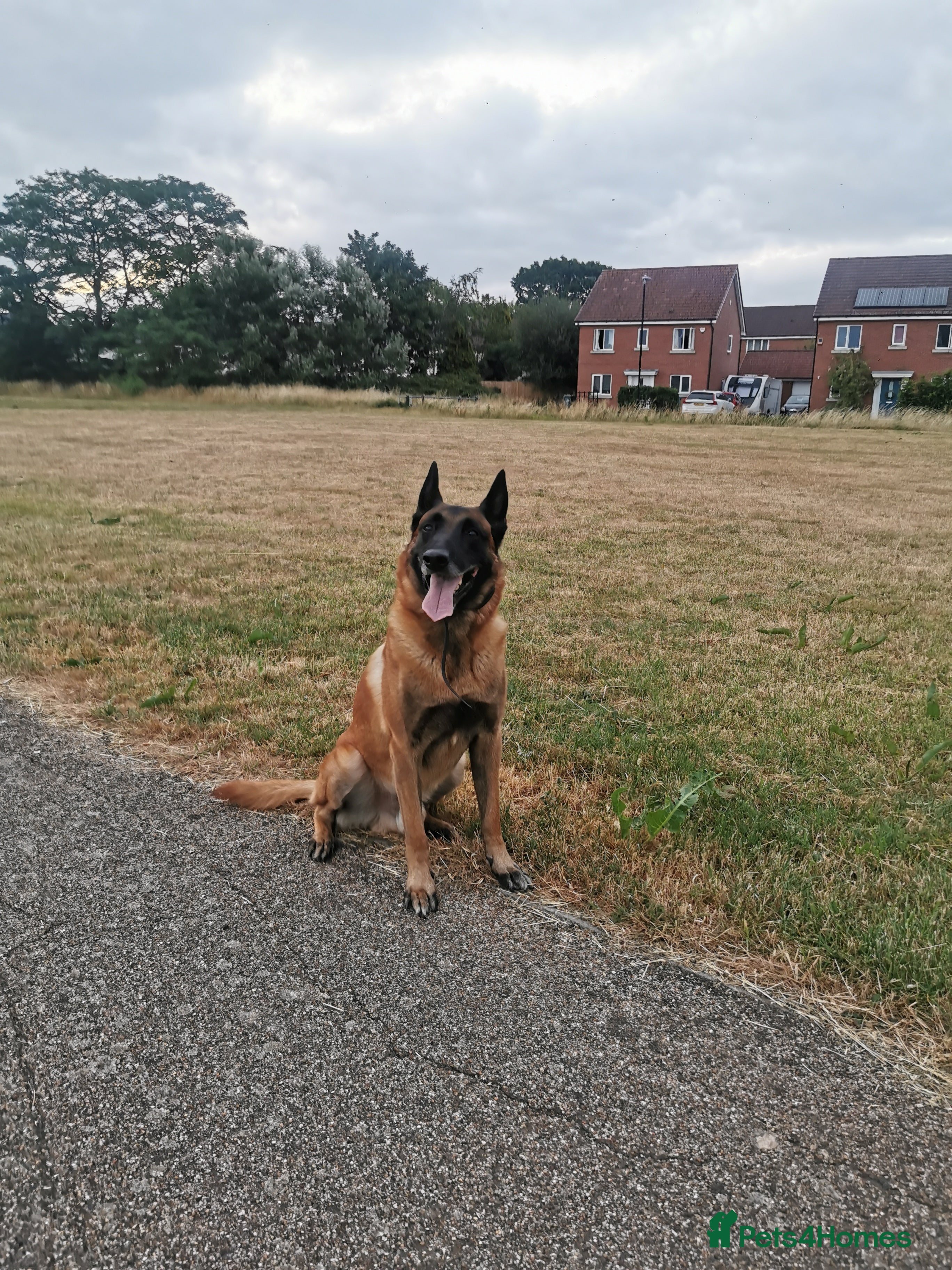 Belgian Shepherd Dog dogs Proven KC Belgian Malinois Stud – 0% COI - Advert 2