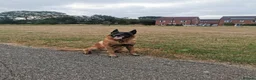 Belgian Shepherd Dog dogs for stud: KC Belgian Shepherd for stud in Coventry - Advert 2