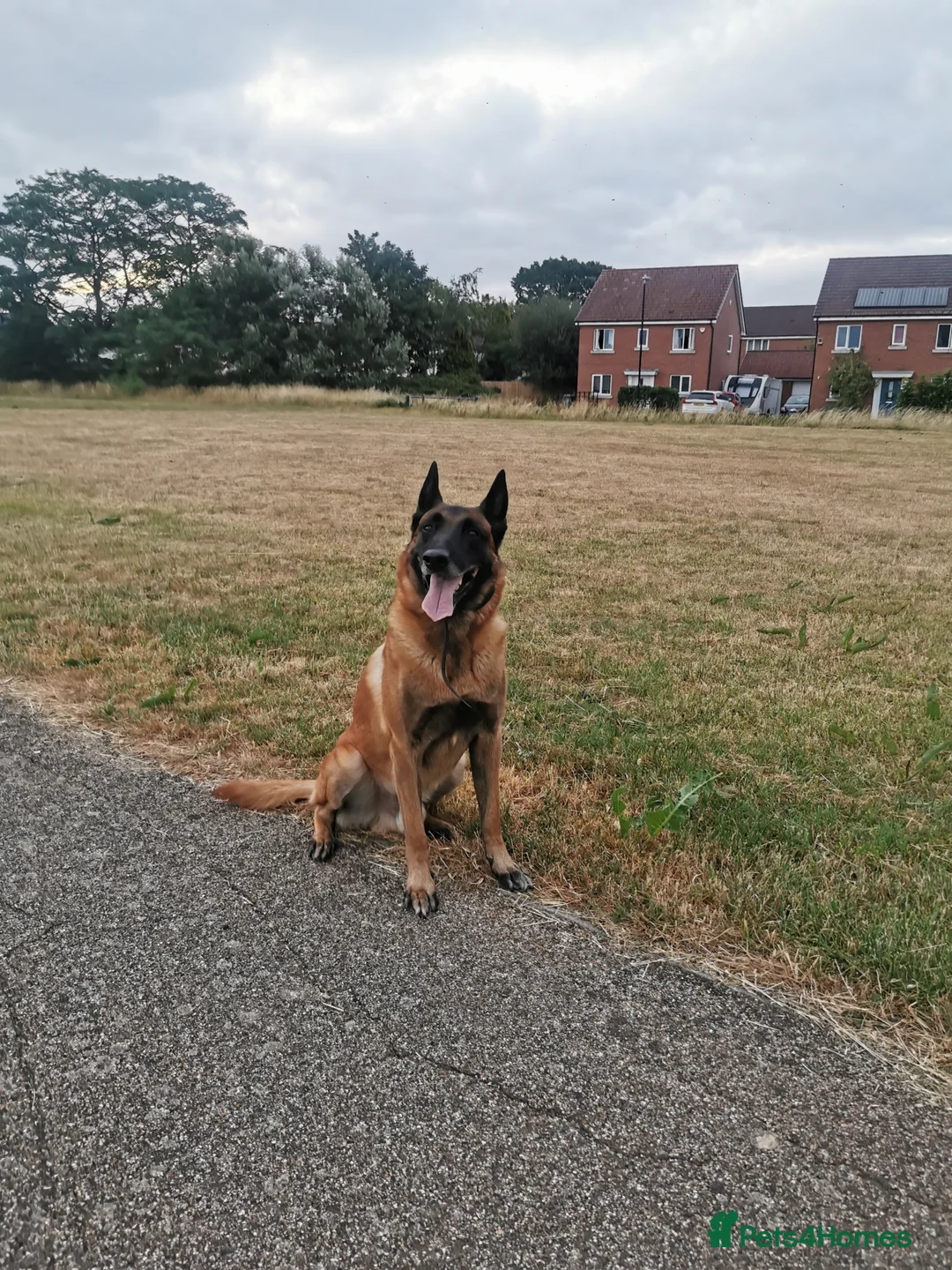 Belgian Shepherd Dog dogs for stud: KC Belgian Shepherd for stud in Coventry - Advert 2