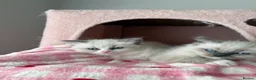 Ragdoll cats for sale: Pure bred European Ragdolls  - Advert 30